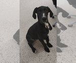 Small Great Dane