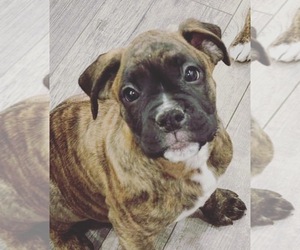Boxer Puppy for sale in ALPINE, UT, USA