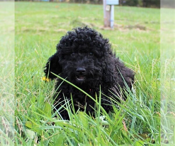 Medium Photo #10 Goldendoodle-Poodle (Miniature) Mix Puppy For Sale in HOLDEN, MO, USA