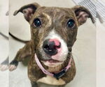 Small American Pit Bull Terrier Mix