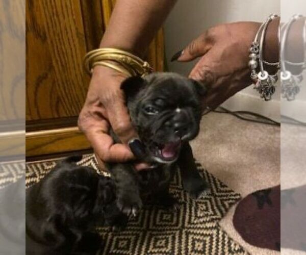Medium Photo #3 French Bulldog Puppy For Sale in WEST CHESTER, OH, USA