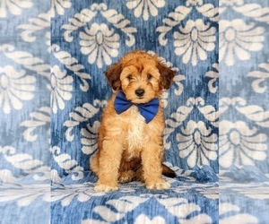 Poodle (Miniature)-Sheltidoodle Mix Puppy for sale in KIRKWOOD, PA, USA