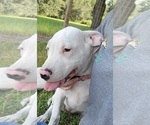 Small Photo #2 Dogo Argentino Puppy For Sale in MULBERRY, FL, USA