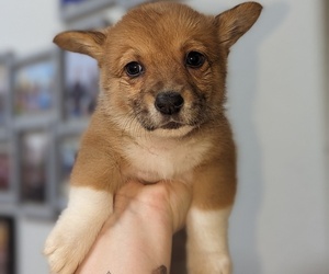 Pembroke Welsh Corgi Puppy for sale in VANCOUVER, WA, USA