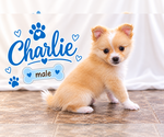 Litter of 4 - Male(s) and Female(s) ChiranianLitter of Puppies for Sale - Photo #13