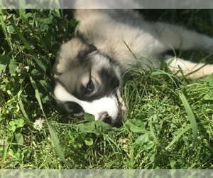 Australian Shepherd-Saint Bernard Mix Puppy for sale in ROSHARON, TX, USA