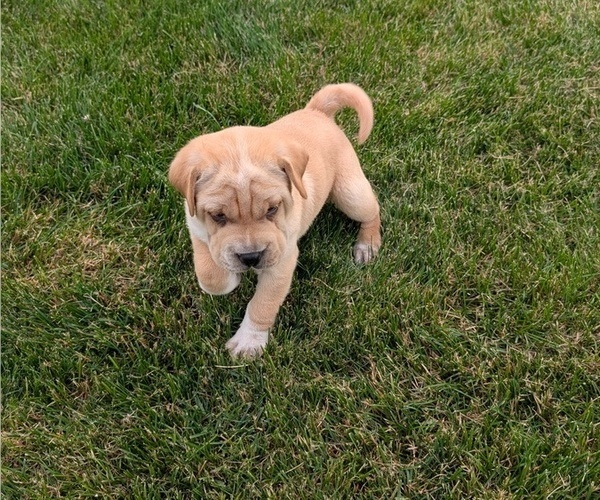 Medium Photo #8 Cocker-Pei Puppy For Sale in GOSHEN, IN, USA