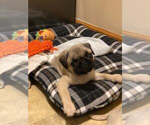 Pug Puppy for sale in NORTH AURORA, IL, USA