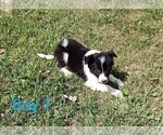 Small #3 Border Collie