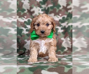 Cocker Spaniel-Poodle (Miniature) Mix Puppy for sale in PEACH BOTTOM, PA, USA