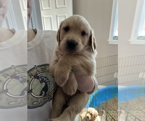 Golden Irish Puppy for sale in SOUTH WATERFORD, ME, USA