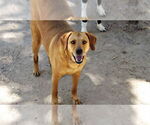 Small #4 Golden Labrador