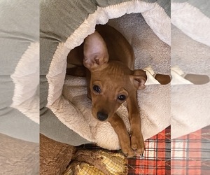 Russian Toy Terrier Puppy for sale in MENOMONEE FALLS, WI, USA