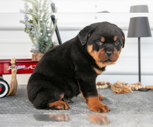 Medium Photo #10 Rottweiler Puppy For Sale in BRYANT, IN, USA