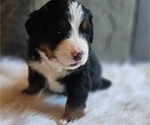 Small #2 Bernese Mountain Dog