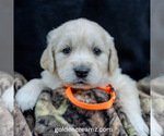 Puppy Cutie English Cream Golden Retriever