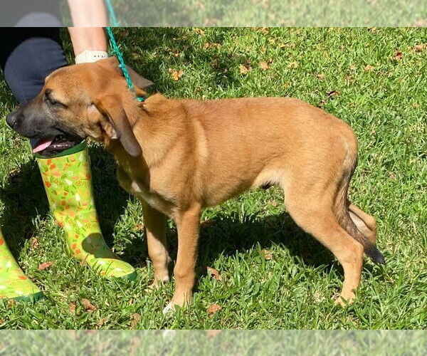 Medium Photo #4 Labrador Retriever-Unknown Mix Puppy For Sale in Canton, CT, USA