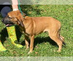 Small #3 Labrador Retriever Mix