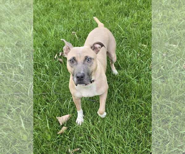 Medium Photo #1 American Pit Bull Terrier-Unknown Mix Puppy For Sale in Frankenmuth, MI, USA