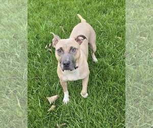 American Pit Bull Terrier-Unknown Mix Dogs for adoption in Frankenmuth, MI, USA