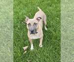 Small American Pit Bull Terrier Mix