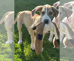 Puppy Romeo Great Dane
