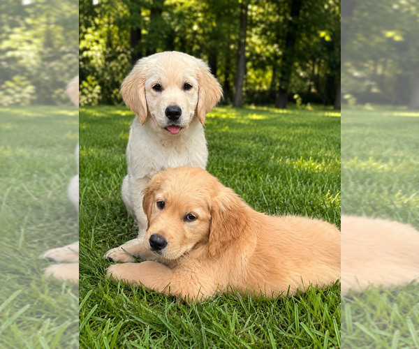 Medium Photo #3 Golden Retriever Puppy For Sale in CRETE, IL, USA