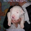 Small Photo #169 Dogo Argentino Puppy For Sale in JANE, MO, USA