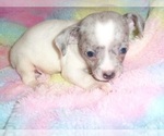 Small #9 Chihuahua