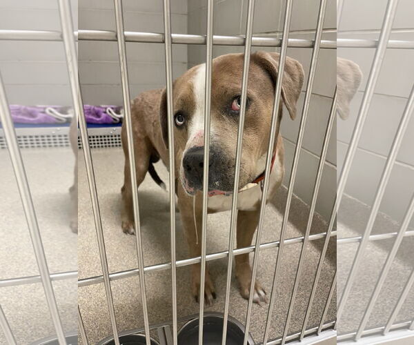 Medium Photo #7 American Pit Bull Terrier-Unknown Mix Puppy For Sale in Virginia Beach, VA, USA