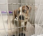 Small #6 American Pit Bull Terrier Mix