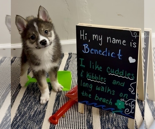 Medium Photo #36 Pomsky-Shiba Inu Mix Puppy For Sale in NASHUA, NH, USA