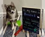 Small #5 Pomsky-Shiba Inu Mix