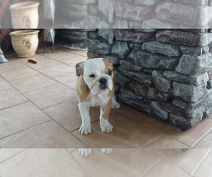 English Bulldog Puppy for sale in LAKE HAVASU CITY, AZ, USA