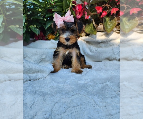 Medium Photo #4 Yorkshire Terrier Puppy For Sale in INDIANAPOLIS, IN, USA