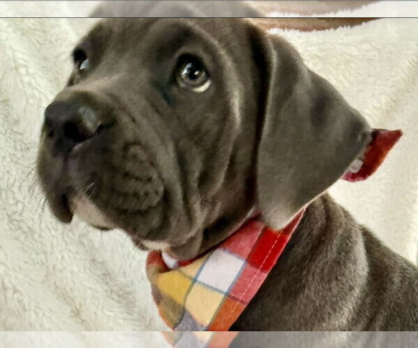 Medium Photo #2 Mutt Puppy For Sale in Goodyear, AZ, USA