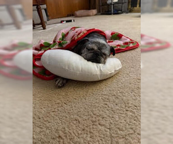 Medium Photo #4 Pug Puppy For Sale in Indianapolis, IN, USA