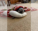 Small #3 Pug