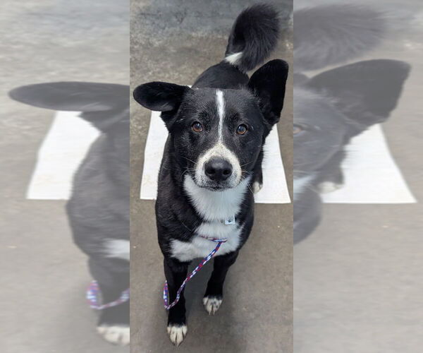 Medium Photo #4 Border Collie-Unknown Mix Puppy For Sale in Evansville, IN, USA