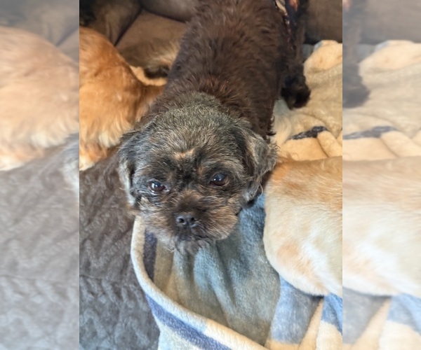 Medium Photo #1 Shih Tzu Puppy For Sale in CANTONMENT, FL, USA