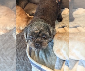 Father of the Shih Tzu puppies born on 03/01/2026