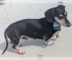 Small #5 Dachshund