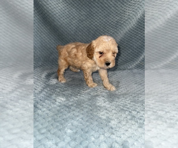 Medium Photo #37 Cavapoo mix (+ Poodle Miniature) Puppy For Sale in MUNFORDVILLE, KY, USA
