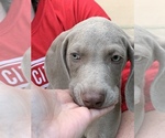 Small Photo #6 Weimaraner Puppy For Sale in WHITE HALL, AR, USA