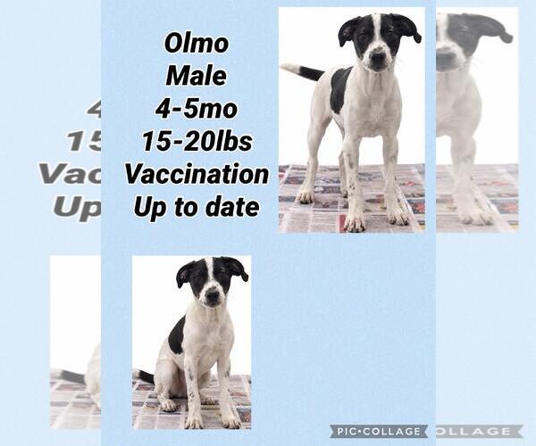 Medium Photo #1 Pointer-Unknown Mix Puppy For Sale in Virginia Beach, VA, USA