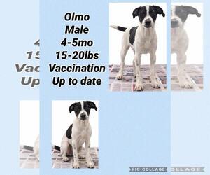 Pointer-Unknown Mix Dogs for adoption in Virginia Beach, VA, USA