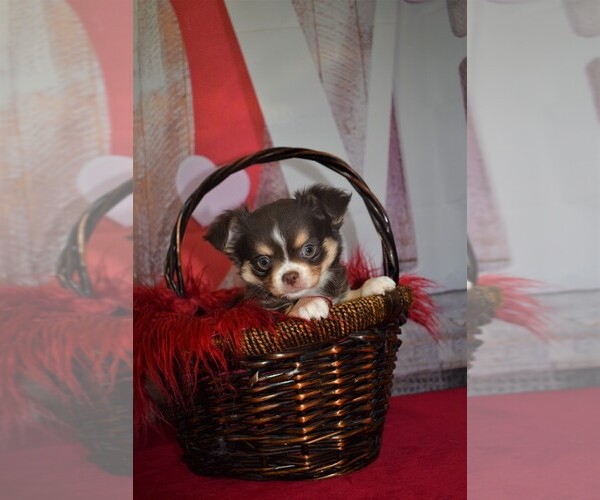 Medium Photo #4 Chihuahua Puppy For Sale in HAMPTON, VA, USA