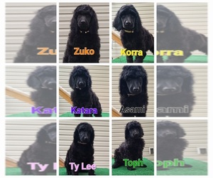 Poodle (Standard) Puppy for sale in RUSSIAVILLE, IN, USA