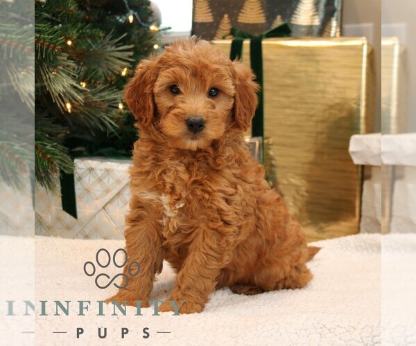 Medium Photo #3 Goldendoodle (Miniature) Puppy For Sale in PARADISE, PA, USA