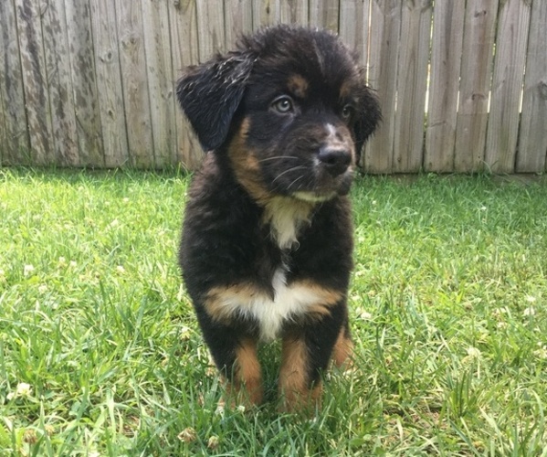Medium Photo #1 Australian Shepherd Puppy For Sale in HAMPTON, VA, USA